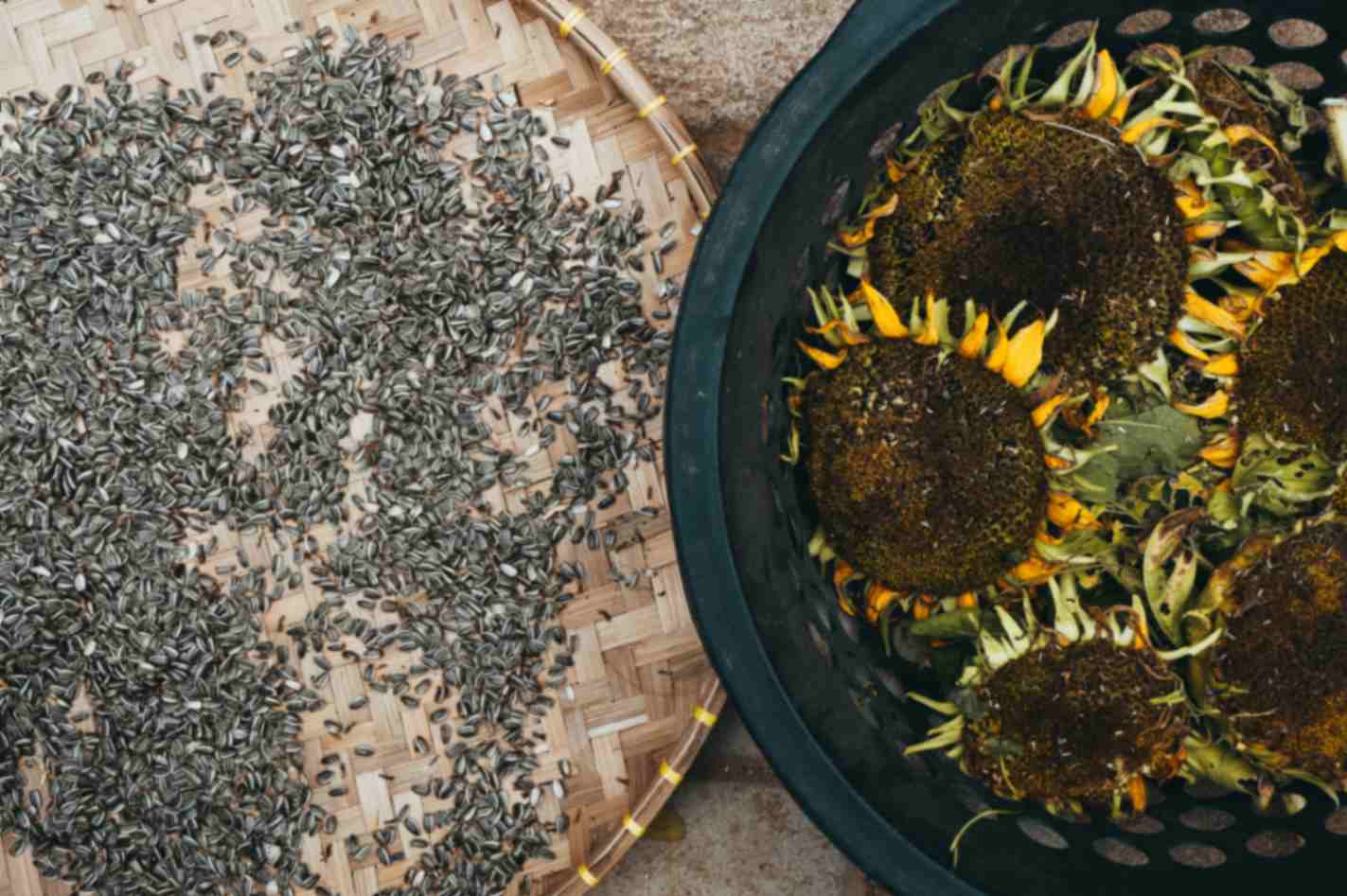 health-benefits-of-sunflower-seeds